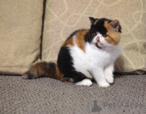 Zdjęcie №1. perskie - na sprzedaż w Berlin | negocjowane | Zapowiedź № 165336