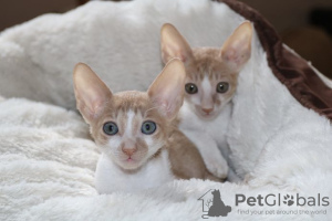 Zdjęcie №2 do zapowiedźy № 129444 na sprzedaż  kot cornish rex - wkupić się Finlandia prywatne ogłoszenie