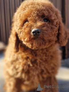 Zdjęcie №2 do zapowiedźy № 137238 na sprzedaż  pudel (zabawka) - wkupić się Ukraina prywatne ogłoszenie, ze schronu, hodowca