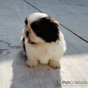 Zdjęcie №3. Urocze szczenięta płci męskiej i żeńskiej Shih Tzu. USA