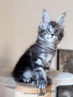 Zdjęcie №3. Kocięta rasy Maine Coon wyjaśniły cechy, temperament i wzrost. Niemcy