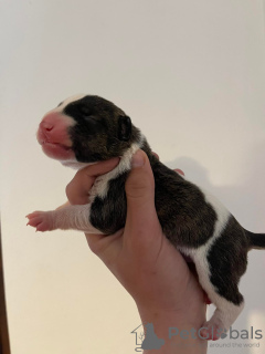 Zdjęcie №3. Sprzedam szczenięta bulteriera. Federacja Rosyjska