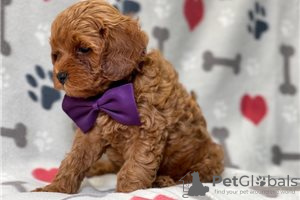 Zdjęcie №3. Piękne szczenięta Cavapoo Do bezpłatnej adopcji. Niemcy