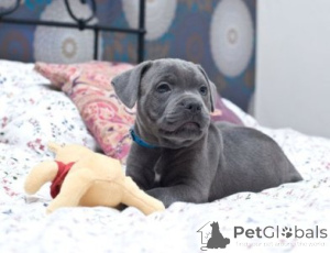 Zdjęcie №1. staffordshire bull terrier - na sprzedaż w Unna | 2774zł | Zapowiedź №175471