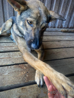 Zdjęcie №3. Poznajcie!!!To jest Motya. Federacja Rosyjska