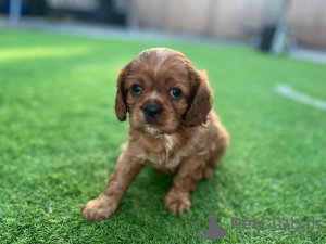 Zdjęcie №3. Sprzedam szczeniaka rasy Cavalier King Charles. Niemcy