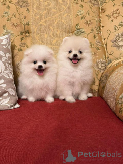 Zdjęcie №1. szpic miniaturowy - na sprzedaż w Warszawa | Bezpłatny | Zapowiedź №164057