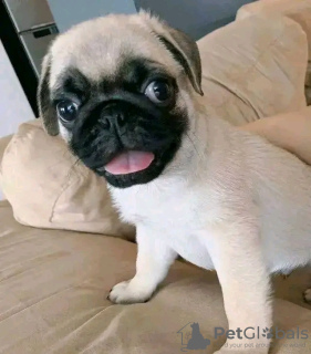 Zdjęcie №2 do zapowiedźy № 129941 na sprzedaż   - wkupić się Grecja 