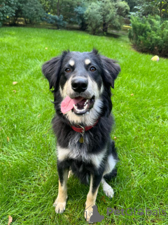 Zdjęcie №2 do zapowiedźy № 35422 na sprzedaż  pies nierasowy - wkupić się Federacja Rosyjska prywatne ogłoszenie