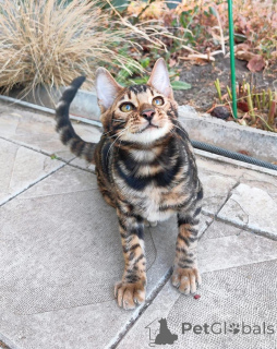 Zdjęcie №1. kot bengalski - na sprzedaż w Wiener Neustadt | 3588zł | Zapowiedź № 153415