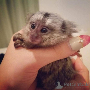 Zdjęcie №2 do zapowiedźy № 161743 na sprzedaż   - wkupić się Rumunia 