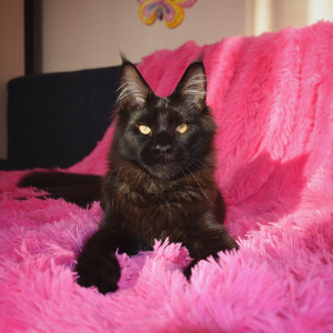 Dodatkowe zdjęcia: Maine Coon Black Solid Apollon