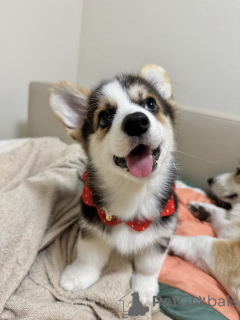 Zdjęcie №2 do zapowiedźy № 160536 na sprzedaż  welsh corgi - wkupić się Niemcy prywatne ogłoszenie