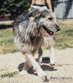 Zdjęcie №4. Sprzedam pies nierasowy w Krasnodar. prywatne ogłoszenie - cena - Bezpłatny