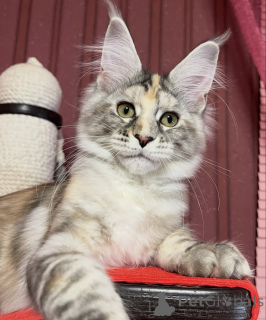 Zdjęcie №1. maine coon - na sprzedaż w Affalterbach | 4544zł | Zapowiedź № 161420