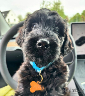 Zdjęcie №1. labradoodle - na sprzedaż w Dusseldorf | negocjowane | Zapowiedź №105733