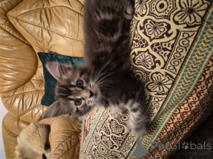 Zdjęcie №2 do zapowiedźy № 159464 na sprzedaż  maine coon - wkupić się Niemcy prywatne ogłoszenie