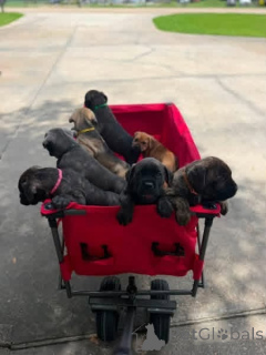 Zdjęcie №1. cane corso - na sprzedaż w Aalborg | 3109zł | Zapowiedź №173398