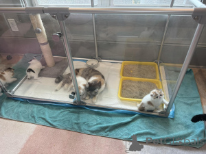 Zdjęcie №1. kot egzotyczny - na sprzedaż w Helsinki | 2392zł | Zapowiedź № 161088