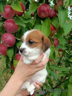 Dodatkowe zdjęcia: Szczenięta Jack Russell Terrier