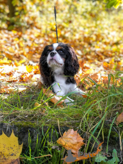 Zdjęcie №1. cavalier king charles spaniel - na sprzedaż w Мост | 1121zł | Zapowiedź №27774