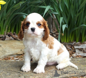 Zdjęcie №1. cavalier king charles spaniel - na sprzedaż w Штутгарт | Bezpłatny | Zapowiedź №123920