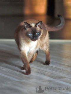 Zdjęcie №1. tajski - na sprzedaż w Petersburg | Bezpłatny | Zapowiedź № 158843