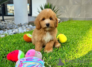 Zdjęcie №1. maltipu - na sprzedaż w Berlin | 4305zł | Zapowiedź №149822