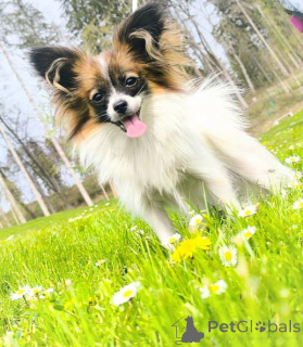 Zdjęcie №1. papillon (rasa psów) - na sprzedaż w Graz | 4784zł | Zapowiedź №139122