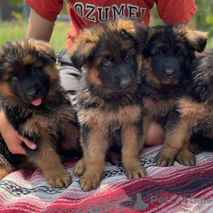 Zdjęcie №1. owczarek niemiecki - na sprzedaż w Brandenburg | 4784zł | Zapowiedź №161550