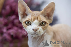 Zdjęcie №3. kocięta. USA