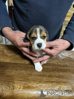 Zdjęcie №1. beagle (rasa psa) - na sprzedaż w Lajkovac | negocjowane | Zapowiedź №133626