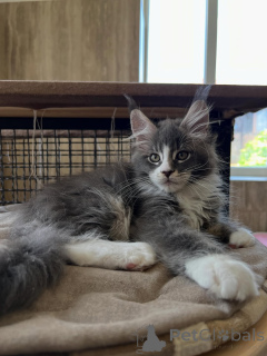 Zdjęcie №3. Elitarne kocięta rasy Maine Coon o wyjątkowej jakości i kochającym temperamencie. Holandia