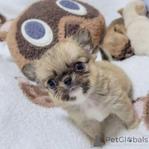 Zdjęcie №1. pies nierasowy - na sprzedaż w Miasto Tennessee | 3707zł | Zapowiedź №167179