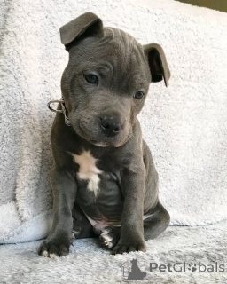 Zdjęcie №3. Szczenięta pitbulla do adopcji.. Finlandia