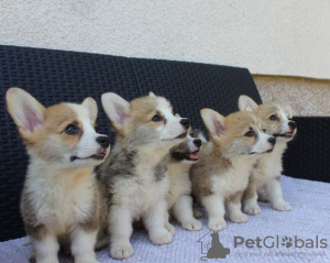 Zdjęcie №3. Szczenięta Welsh Corgi Pembroke. Serbia