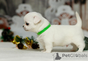 Zdjęcie №1. pies nierasowy - na sprzedaż w Leipzig | 2392zł | Zapowiedź №135432