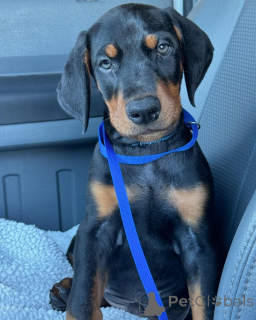 Zdjęcie №2 do zapowiedźy № 137277 na sprzedaż  doberman - wkupić się Albania prywatne ogłoszenie