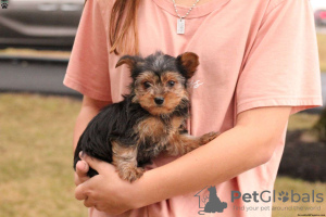 Zdjęcie №1. yorkshire terrier - na sprzedaż w Gelsenkirchen | 1674zł | Zapowiedź №63736