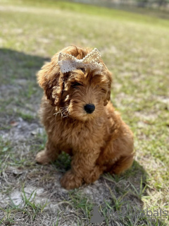 Zdjęcie №4. Sprzedam pies nierasowy w Bergisch Gladbach. hodowca - cena - 1913zł