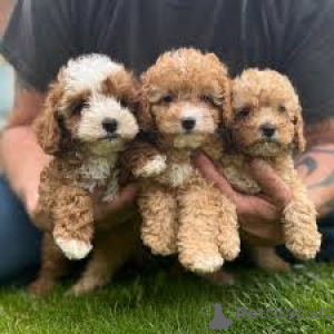 Zdjęcie №2 do zapowiedźy № 160801 na sprzedaż  kawapu - wkupić się Holandia hodowca