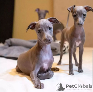 Zdjęcie №2 do zapowiedźy № 138983 na sprzedaż   - wkupić się Wielka Brytania hodowca