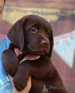 Zdjęcie №2 do zapowiedźy № 168723 na sprzedaż  labrador retriever - wkupić się Serbia hodowca