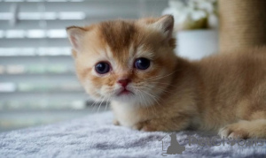 Zdjęcie №4. Sprzedam munchkin w Monachium. hodowca - cena - negocjowane