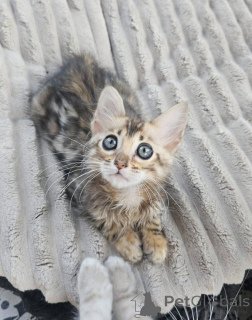 Zdjęcie №2 do zapowiedźy № 153245 na sprzedaż  kot bengalski - wkupić się Szwecja prywatne ogłoszenie