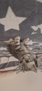 Zdjęcie №1. kot brytyjski krótkowłosy - na sprzedaż w Hannover | 957zł | Zapowiedź № 147055