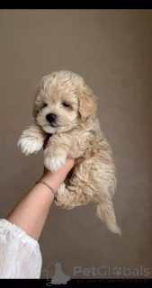 Zdjęcie №1. maltipu - na sprzedaż w Berlin | negocjowane | Zapowiedź №154869