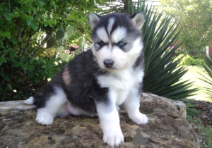 Zdjęcie №2 do zapowiedźy № 172127 na sprzedaż  husky syberyjski - wkupić się Gruzja 