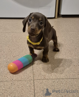 Zdjęcie №4. Sprzedam pies nierasowy w Vienna. hodowca - cena - 1148zł