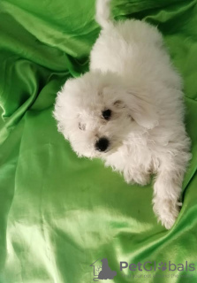 Zdjęcie №3. Curly Bichon, piękne szczenięta. Serbia